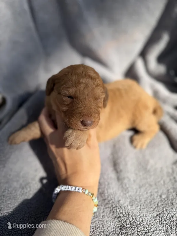 Becca – Aussiedoodle, Poodle - Standard  puppy for sale in New Port Richey, FL