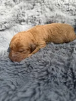 Becca, a female Aussiedoodle and Poodle - Standard  for sale in New Port Richey, FL – Photo 2 of 5