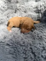 Becca, a female Aussiedoodle and Poodle - Standard  for sale in New Port Richey, FL – Photo 4 of 5