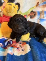 Yana, a female Miniature Dachshund for sale in New Port Richey, FL – Photo 2 of 3