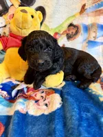 Yana, a female Miniature Dachshund for sale in New Port Richey, FL – Photo 3 of 3