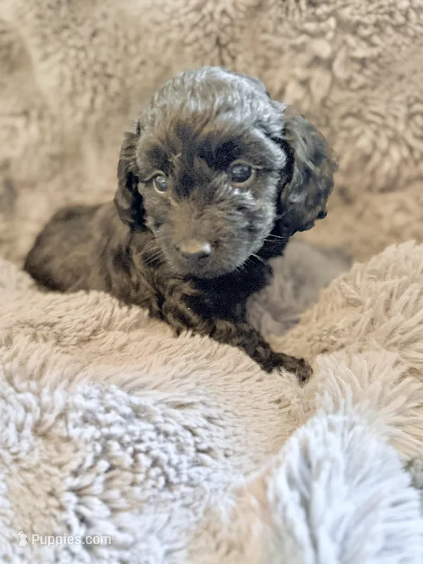 Yana – Miniature Dachshund puppy for sale in New Port Richey, FL