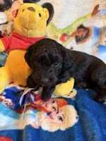 Yana, a female Miniature Dachshund for sale in New Port Richey, FL – Photo 1 of 3