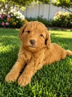 Philly, a male Miniature Goldendoodle for sale in New Port Richey, FL – 2 of 2