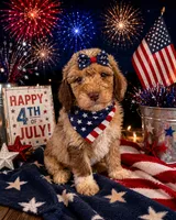 Baela, a female Aussiedoodle and Poodle - Standard  for sale in New Port Richey, FL – 2 of 4
