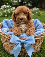 Emmett, a male Miniature Goldendoodle for sale in New Port Richey, FL – 1 of 3