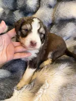 Simba, a male Aussiedoodle for sale in New Port Richey, FL – Photo 1 of 6