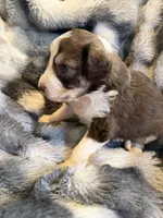 Simba, a male Aussiedoodle for sale in New Port Richey, FL – Photo 4 of 6