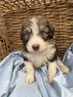 Simba F1, a male Aussiedoodle for sale in New Port Richey, FL – Photo 6 of 6