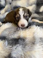 Simba, a male Aussiedoodle for sale in New Port Richey, FL – Photo 2 of 6