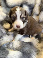 Simba, a male Aussiedoodle for sale in New Port Richey, FL – Photo 5 of 6