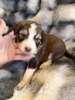 Simba, a male Aussiedoodle for sale in New Port Richey, FL – Photo 3 of 6