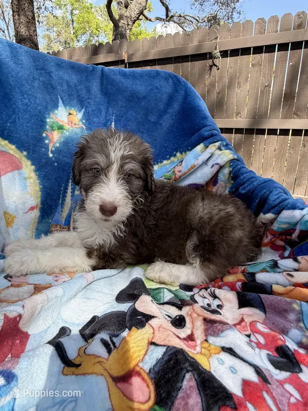 Simba F1 – Aussiedoodle puppy for sale in New Port Richey, FL