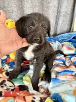 Wilbur Dalmadoodle, a male Dalmatian and Poodle - Standard  for sale in New Port Richey, FL – Photo 2 of 2