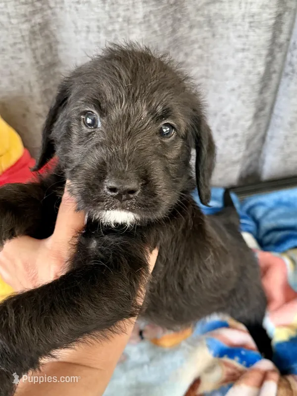 Wilbur Dalmadoodle – Dalmatian, Poodle - Standard  puppy for sale in New Port Richey, FL