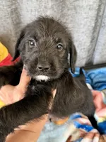 Wilbur Dalmadoodle, a male Dalmatian and Poodle - Standard  for sale in New Port Richey, FL – Photo 1 of 2