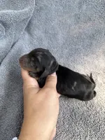 Julianna, a female Miniature Dachshund for sale in New Port Richey, FL – 3 of 8