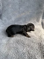 Julianna, a female Miniature Dachshund for sale in New Port Richey, FL – 6 of 8