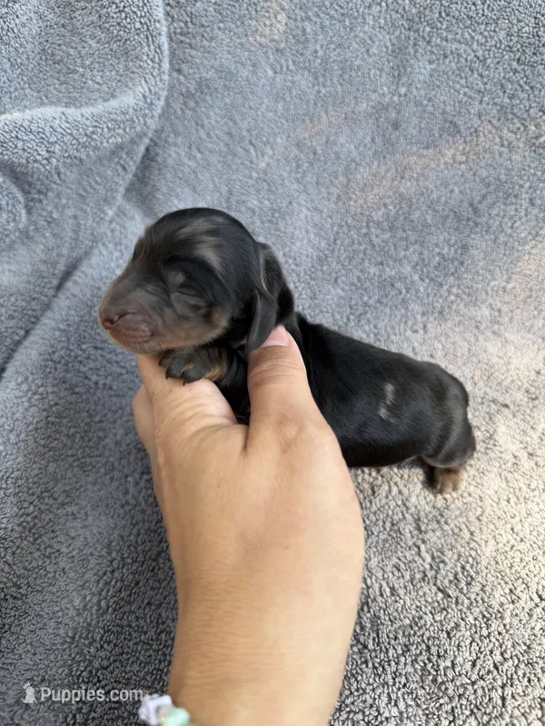 Julianna – Miniature Dachshund puppy for sale in New Port Richey, FL