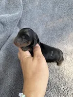 Julianna, a female Miniature Dachshund for sale in New Port Richey, FL – 1 of 8
