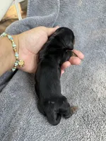 Julianna, a female Miniature Dachshund for sale in New Port Richey, FL – 8 of 8