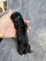Julianna, a female Miniature Dachshund for sale in New Port Richey, FL – 7 of 8