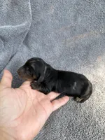 Julianna, a female Miniature Dachshund for sale in New Port Richey, FL – 5 of 8