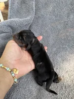 Julianna, a female Miniature Dachshund for sale in New Port Richey, FL – 2 of 8