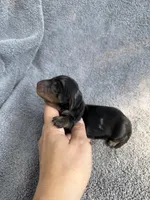 Julianna, a female Miniature Dachshund for sale in New Port Richey, FL – 4 of 8