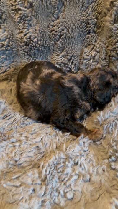 Cosmo F1bb, a male Miniature Bernedoodle for sale in New Port Richey, FL – 3 of 3