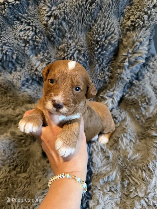 Eli – Miniature Goldendoodle puppy for sale in New Port Richey, FL