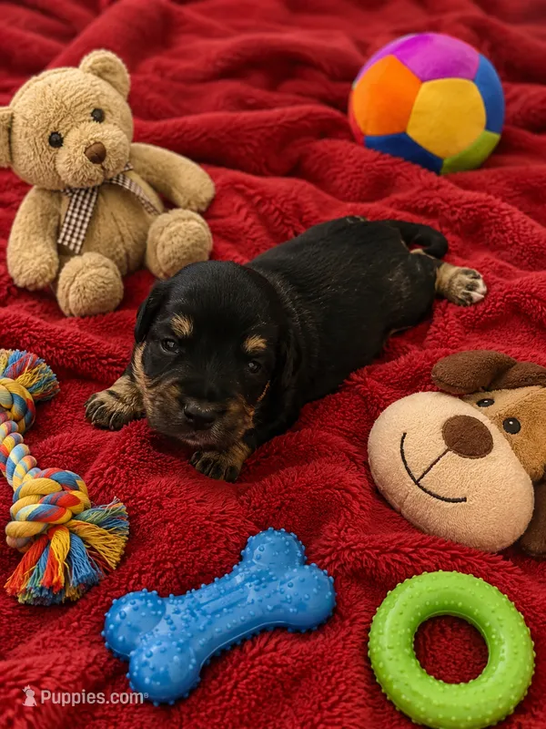 Quell  – Miniature Dachshund puppy for sale in New Port Richey, FL