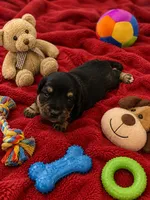 Quell , a male Miniature Dachshund for sale in New Port Richey, FL – 1 of 2