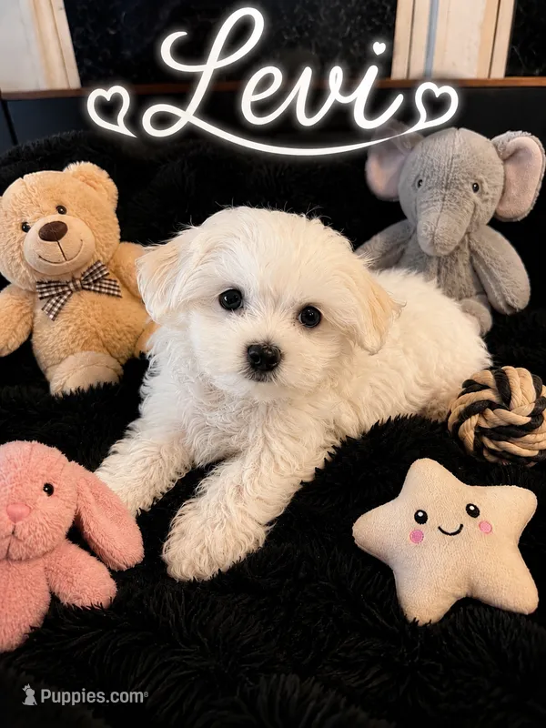 Levi – Maltese puppy for sale in New Port Richey, FL