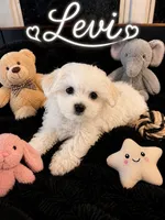 Levi, a male Maltese for sale in New Port Richey, FL – 1 of 2