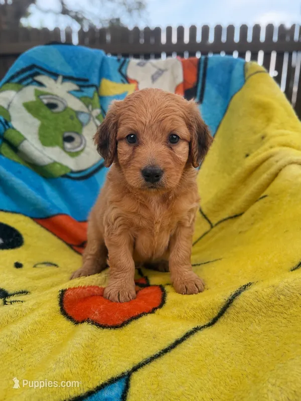Bree – Aussiedoodle, Poodle - Standard  puppy for sale in New Port Richey, FL