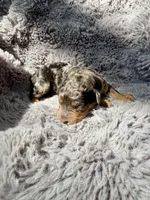 Cosmo F1bb, a male Miniature Bernedoodle for sale in New Port Richey, FL – Photo 5 of 8