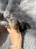 Cosmo F1bb, a male Miniature Bernedoodle for sale in New Port Richey, FL – Photo 7 of 8