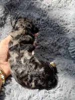 Cosmo F1bb, a male Miniature Bernedoodle for sale in New Port Richey, FL – Photo 1 of 8