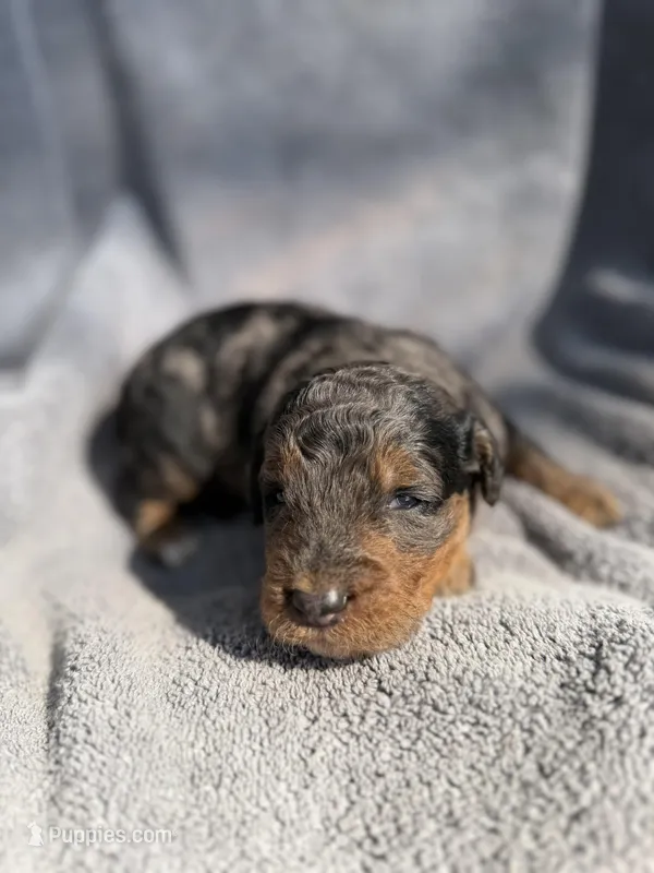 Cosmo F1bb – Miniature Bernedoodle puppy for sale in New Port Richey, FL