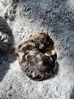 Cosmo F1bb, a male Miniature Bernedoodle for sale in New Port Richey, FL – Photo 2 of 8