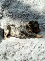 Cosmo F1bb, a male Miniature Bernedoodle for sale in New Port Richey, FL – Photo 6 of 8