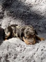 Cosmo F1bb, a male Miniature Bernedoodle for sale in New Port Richey, FL – Photo 4 of 8