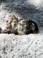 Cosmo F1bb, a male Miniature Bernedoodle for sale in New Port Richey, FL – Photo 8 of 8