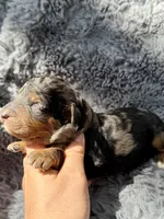 Cosmo F1bb, a male Miniature Bernedoodle for sale in New Port Richey, FL – Photo 3 of 8