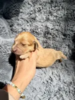 Bree, a female Aussiedoodle and Poodle - Standard  for sale in New Port Richey, FL – Photo 3 of 4