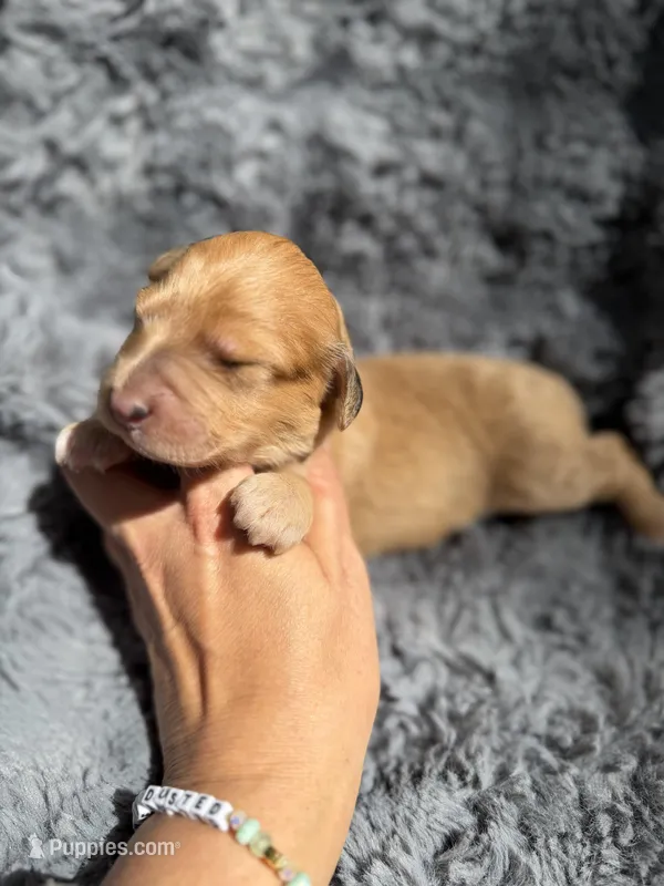 Bree – Aussiedoodle, Poodle - Standard  puppy for sale in New Port Richey, FL