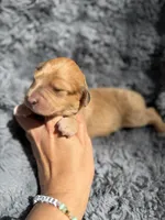Bree, a female Aussiedoodle and Poodle - Standard  for sale in New Port Richey, FL – Photo 1 of 4