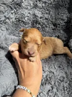 Bree, a female Aussiedoodle and Poodle - Standard  for sale in New Port Richey, FL – Photo 4 of 4