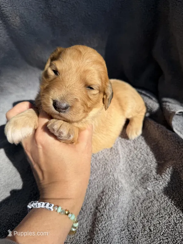 Bree – Aussiedoodle, Poodle - Standard  puppy for sale in New Port Richey, FL